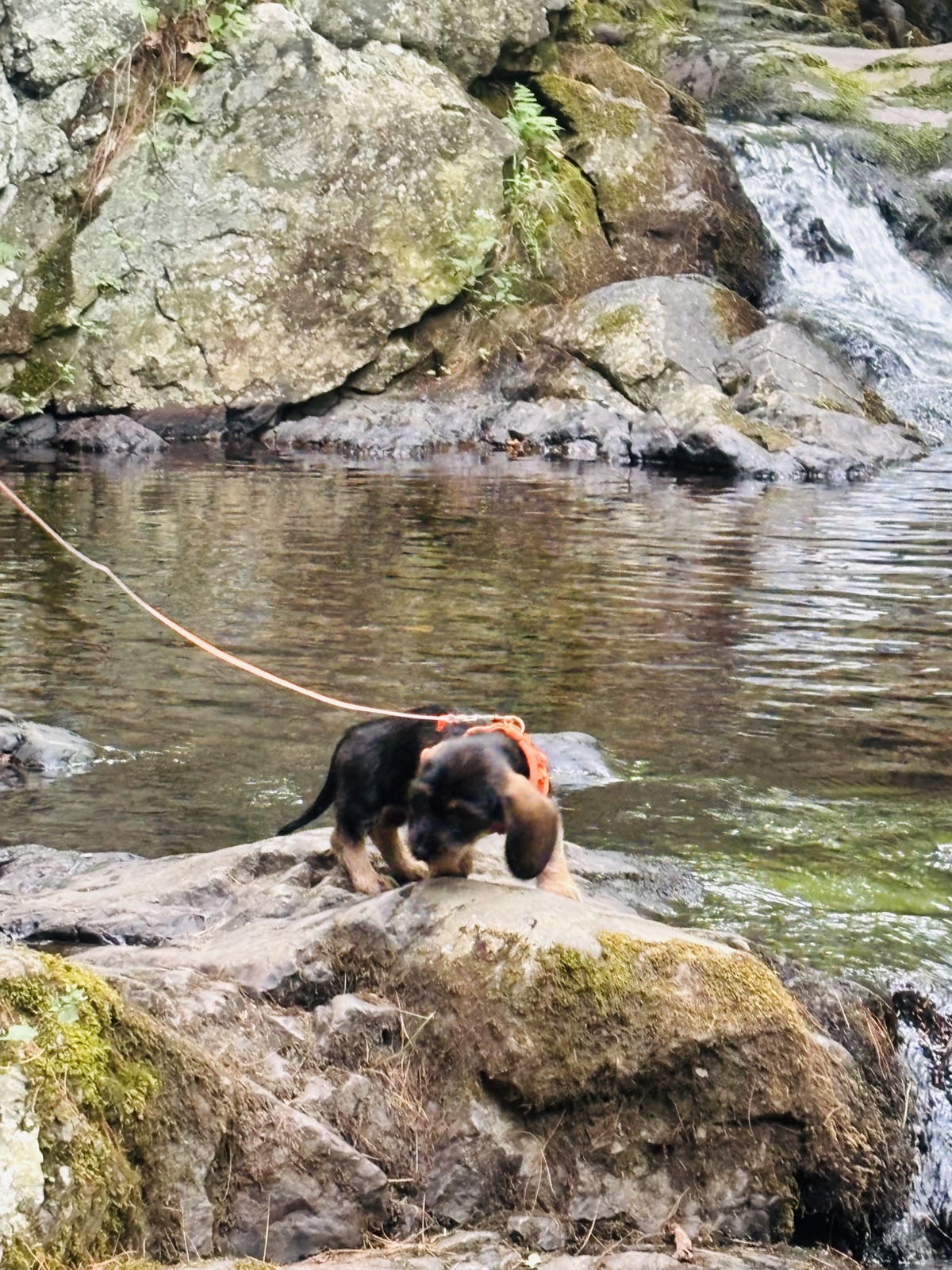 Buck, a Wirehaired Dachshund, on a tracking line